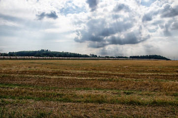 Harvested cereals field, with a long line of straw bales in the background