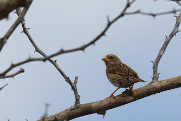 Maskenweber / Southern masked weaver / Ploceus velatus