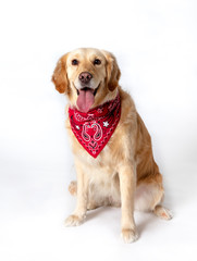 Golden Retriever sitting in front of white background with red scarf.