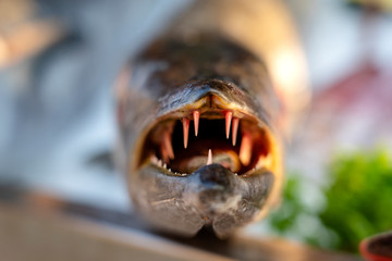 Close up on barracuda teeth. Sea fresh fish barracuda at street food market . Seafood concept. Raw barracuda for cooking