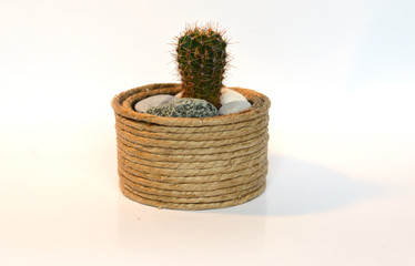 Cactus and Succulents in handmade pots