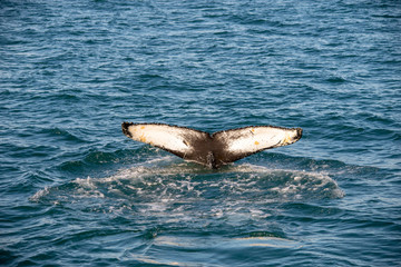 Fototapeta premium Humpback whale on Iceland, from whale watching trip