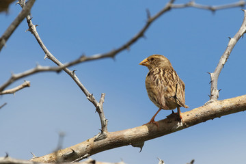 Maskenweber / Southern masked weaver / Ploceus velatus