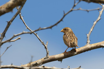 Maskenweber / Southern masked weaver / Ploceus velatus