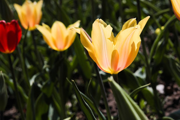 Beautiful bouquet of tulips nature background.