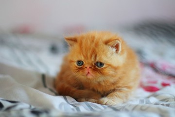 cat, kitten, animal, pet, cute, feline, domestic, fur, white, eyes, kitty, persian, fluffy, portrait, beautiful, adorable, young, isolated, red, pets, mammal, blue, small, funny, nature