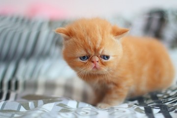 cat, kitten, animal, pet, cute, feline, domestic, fur, white, eyes, kitty, persian, fluffy, portrait, beautiful, adorable, young, isolated, red, pets, mammal, blue, small, funny, nature