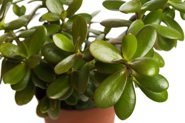 Money Tree isolated on white background