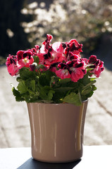 Edelgeranie Pelargonien auf der Fensterbank