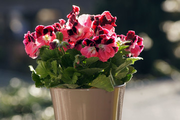 Edelgeranie Pelargonien auf der Fensterbank