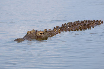 Nilkrokodil / Nile Crocodile / Crocodylus Niloticus