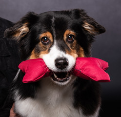 islay ist eine Australien Shepherd Hündin. Züchter Red-Sunset-Aussies Miriam Kursch