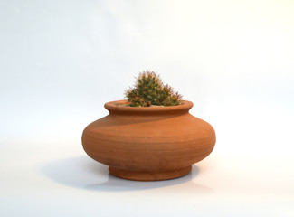 Cactus and Succulents in handmade pots