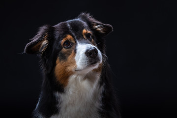 islay ist eine Australien Shepherd Hündin. Züchter Red-Sunset-Aussies Miriam Kursch
