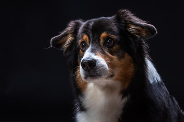 islay ist eine Australien Shepherd Hündin. Züchter Red-Sunset-Aussies Miriam Kursch