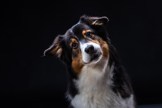 islay ist eine Australien Shepherd H&uuml;ndin. Z&uuml;chter Red-Sunset-Aussies Miriam Kursch