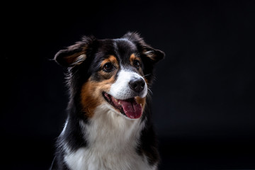 islay ist eine Australien Shepherd Hündin. Züchter Red-Sunset-Aussies Miriam Kursch