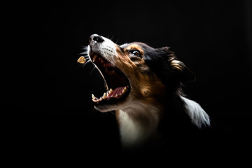 Eine Australien Shepherd Hündin schnappt nach einem Leckerli