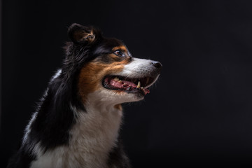 islay ist eine Australien Shepherd Hündin. Züchter Red-Sunset-Aussies Miriam Kursch