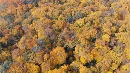 Yellow and Brown Autumn Leaves from Aerial Perspective