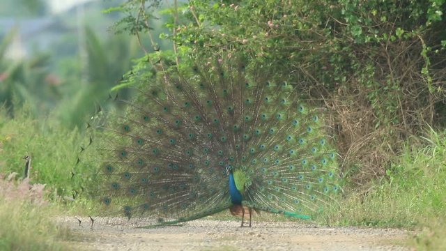 Males indian peafowl display in courtship