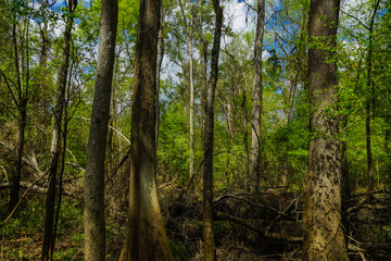 Floodplain Forest in Congaree National Park in South Carolina, United States