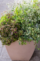 Fototapeta na wymiar flowers in the pot outdoor