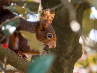 Eichhörnchen im baum mit Nuss