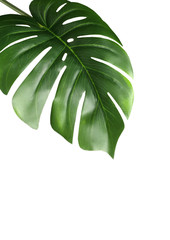 Fototapeta na wymiar tropical leaf monstera plant with white plain background with copy space