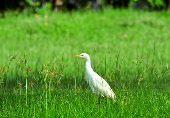 Obraz premium Cattle Egret walking on the meadow