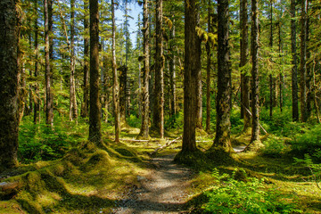 Fototapeta na wymiar The Forest Loop Trail in the Bartlett Cove area of Glacier Bay National Park in Alaska, United States