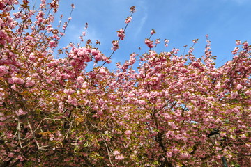 Branchages d'arbres en fleurs roses