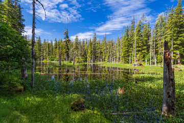 The Forest Loop Trail in the Bartlett Cove area of Glacier Bay National Park in Alaska, United States