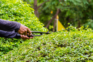 Gardener hands hold scissors and pruning bushes with expertise in cozy home garden on summer. 