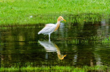 Cattle Egret with reflection