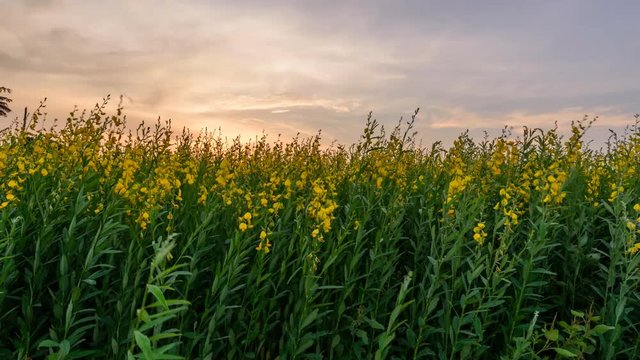 Day to night time lapse of  sunhemp field /  Crotalaria juncea