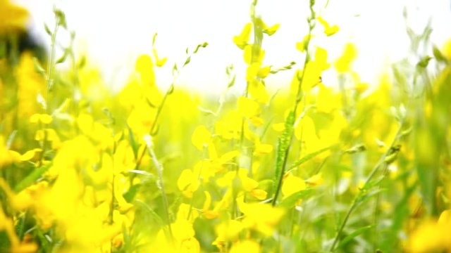  Close up focus to sunhemp field / turn focus to Crotalaria juncea