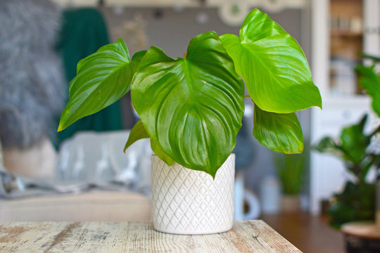 Beautiful exotic Homalomena Rubescens house plant in white pot in front of blurry living room in background