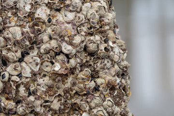 Mussels and clams with barnacles clinging to a rock at low tide - Image