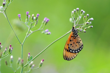 butterflies, butterfly,