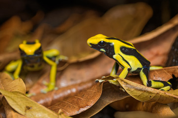 Dyeing poison dart frog 