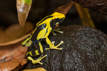Dyeing poison dart frog 