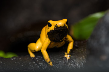 Golden poison frog on the rainforest floor
