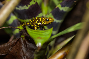Harlequin poison dart frog in a bromeliad