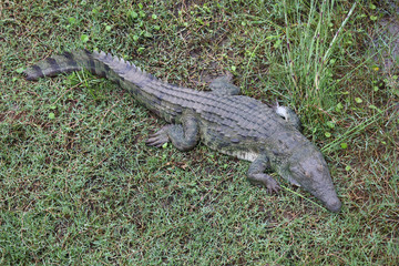 Nilkrokodil / Nile Crocodile / Crocodylus Niloticus