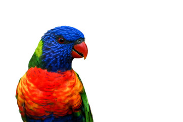 rainbow lorikeet isolated on white background left side