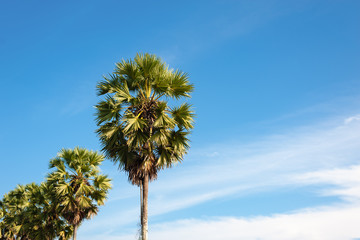 Sugar palm tree  morning light with blue sky.