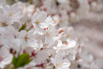 一面の満開の桜