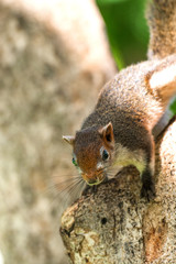 Brown squirrel Standing on the tree