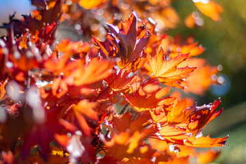 Red leaves during autumn fall season at mount lofty botanical gardens south australia on 16th April 2019